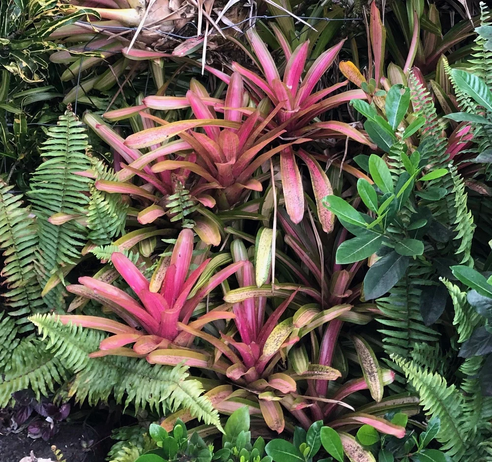Neoregelia sp. medio-variegata 'Martin' — Vintage Green Farms with
